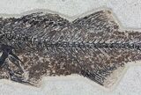Mioplosus Fossil Fish - Wall Hanger Installed #64191-2